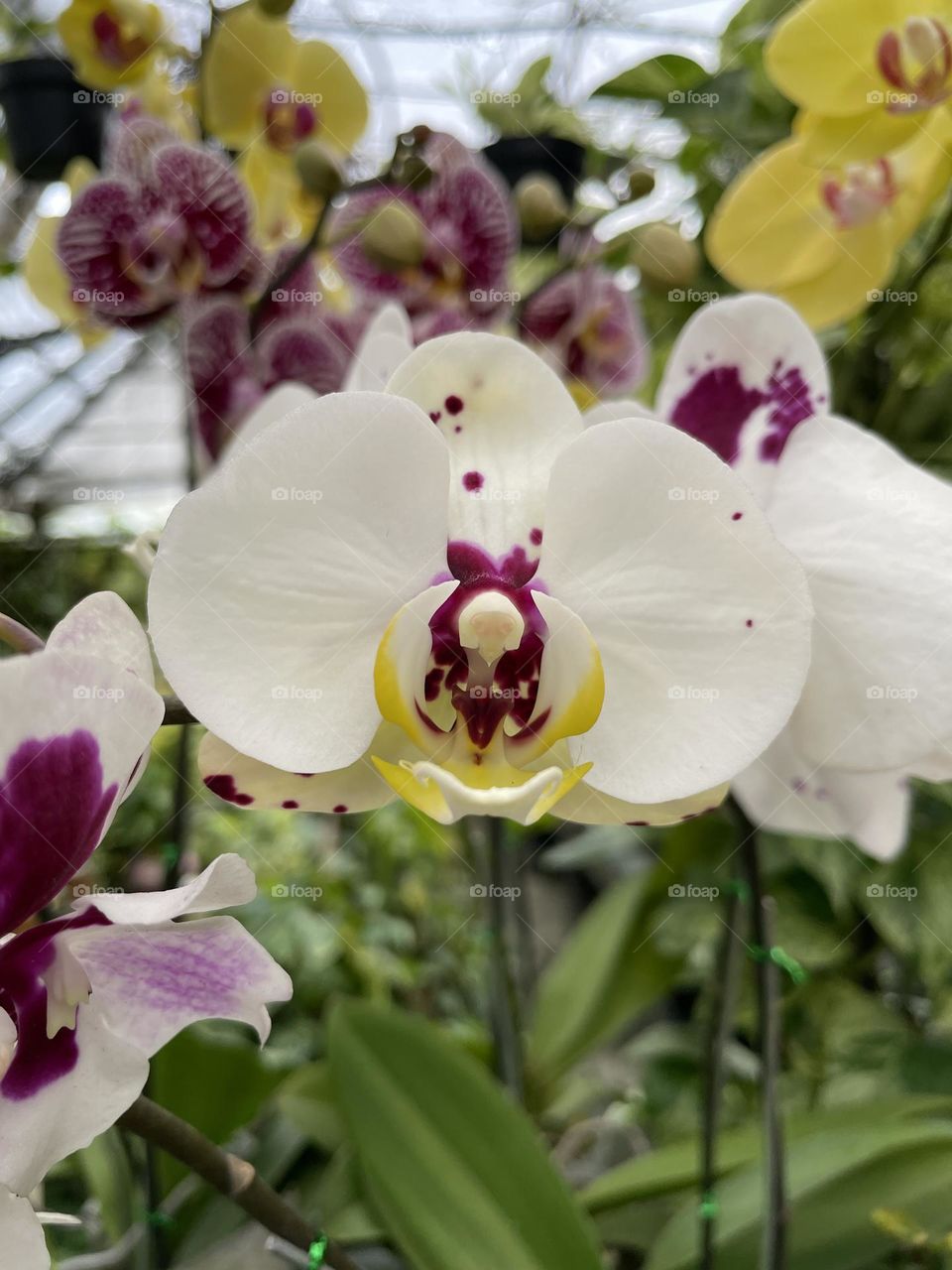 This is what peace looks like in full bloom