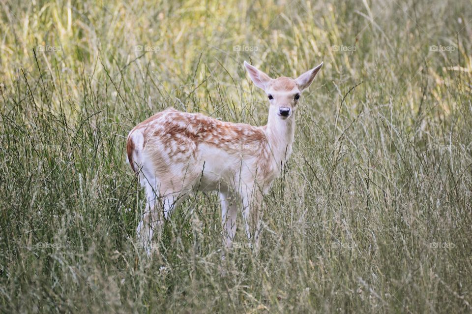 Photo of a young and small deer in tall grass