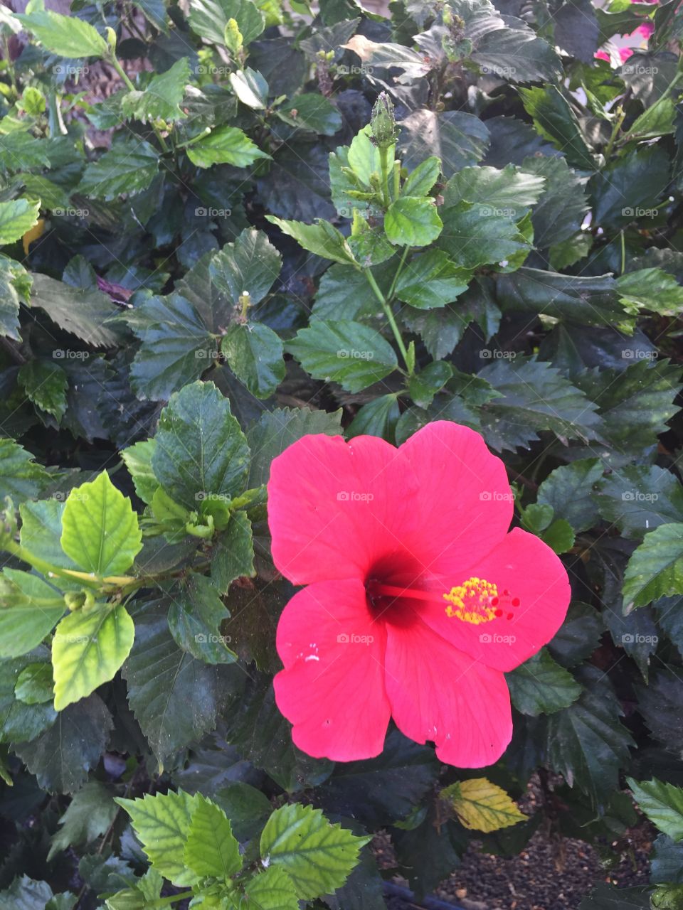 Flor 🌺 de Lanzarote Islas 🌴 Canarias 