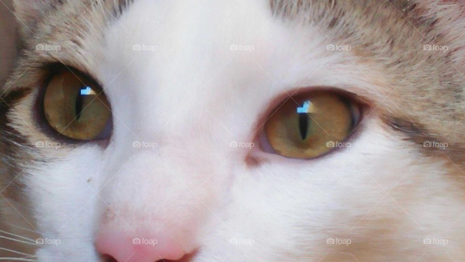 Animal cat s eye