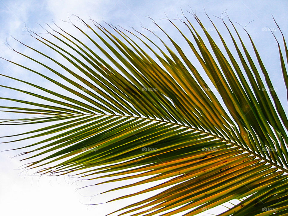 Palm leaf. 