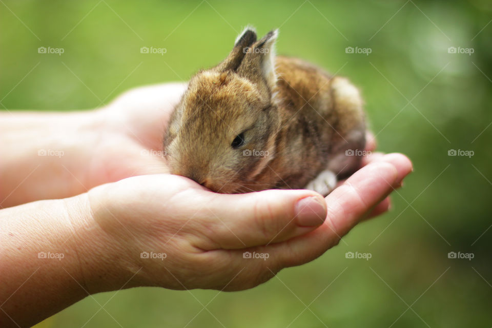 Rabbit on the handful 