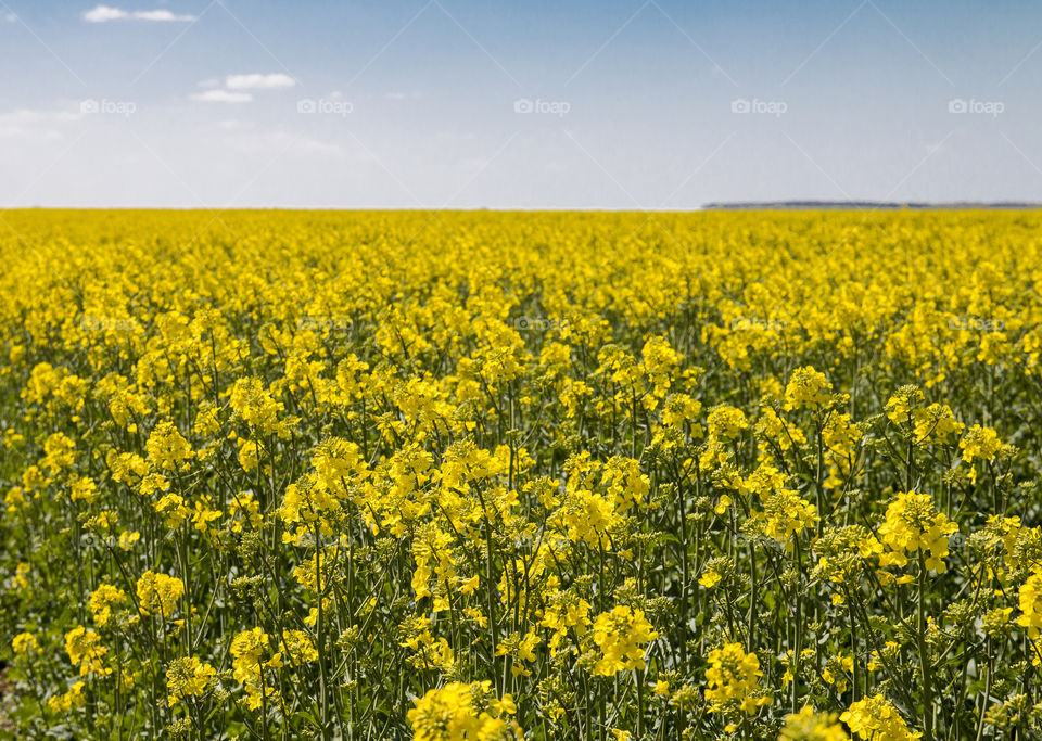 Spring flowers