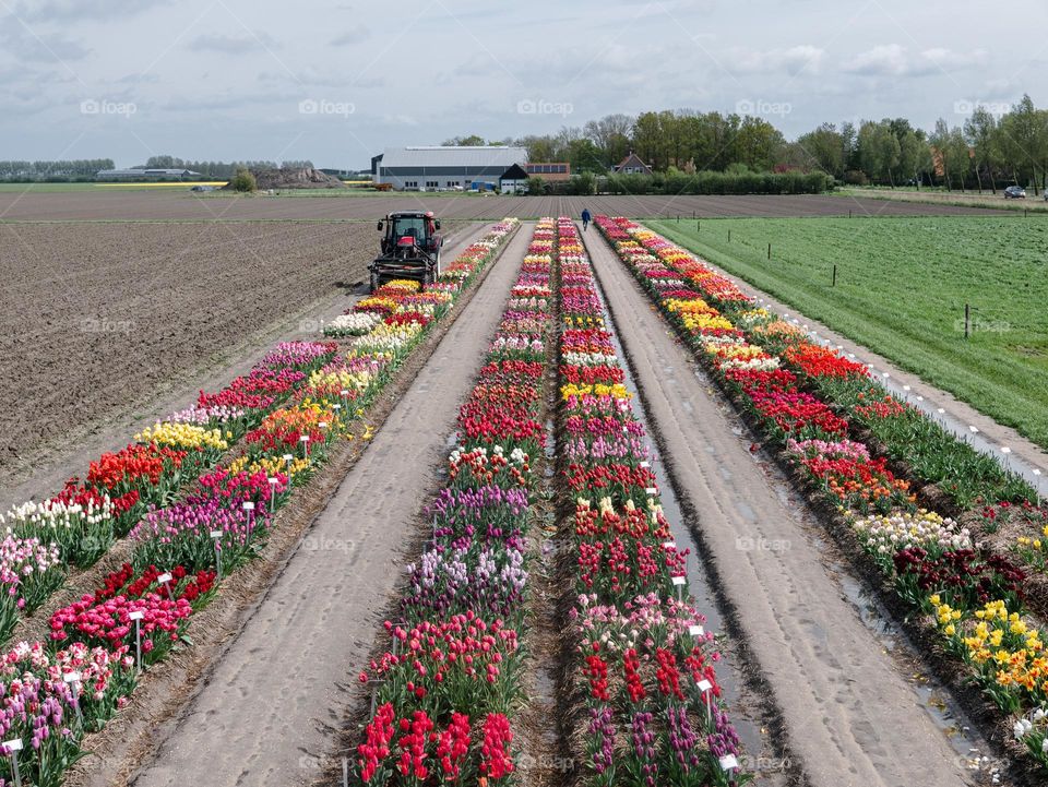 Tulip fields in The Netherlands. Coloured fields with tulips! Variety of colors. Red, yellow, purple, white, pink tulips. Tractor on the field, flat countryside. Spacious country