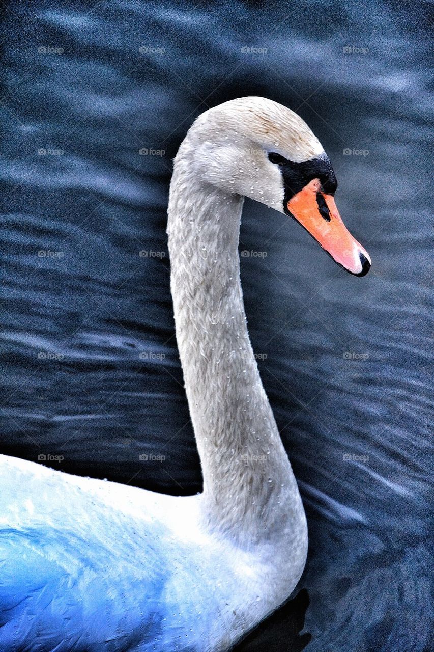 Swan