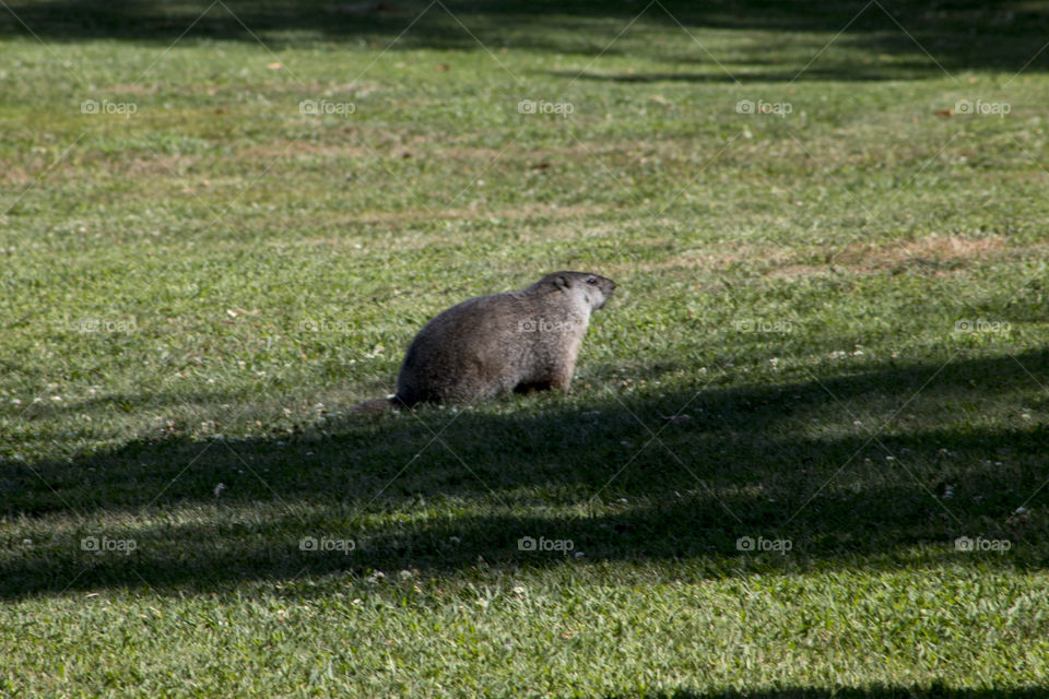 Groundhog