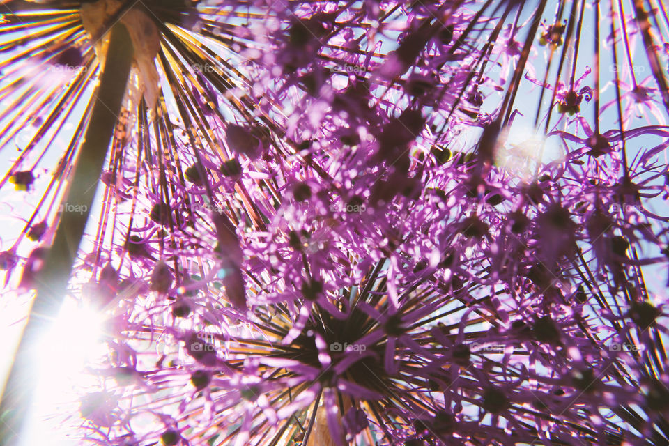 Low angle view of purple flower