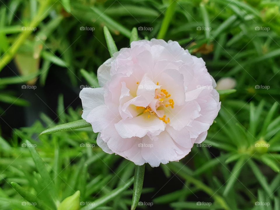 the Portulaca Grandiflora