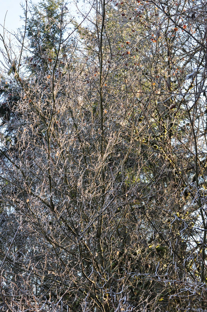 Frosty Sunlit Trees