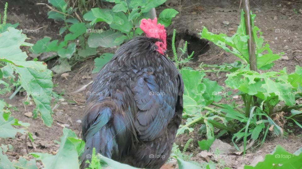 Rooster says "leave me alone"
