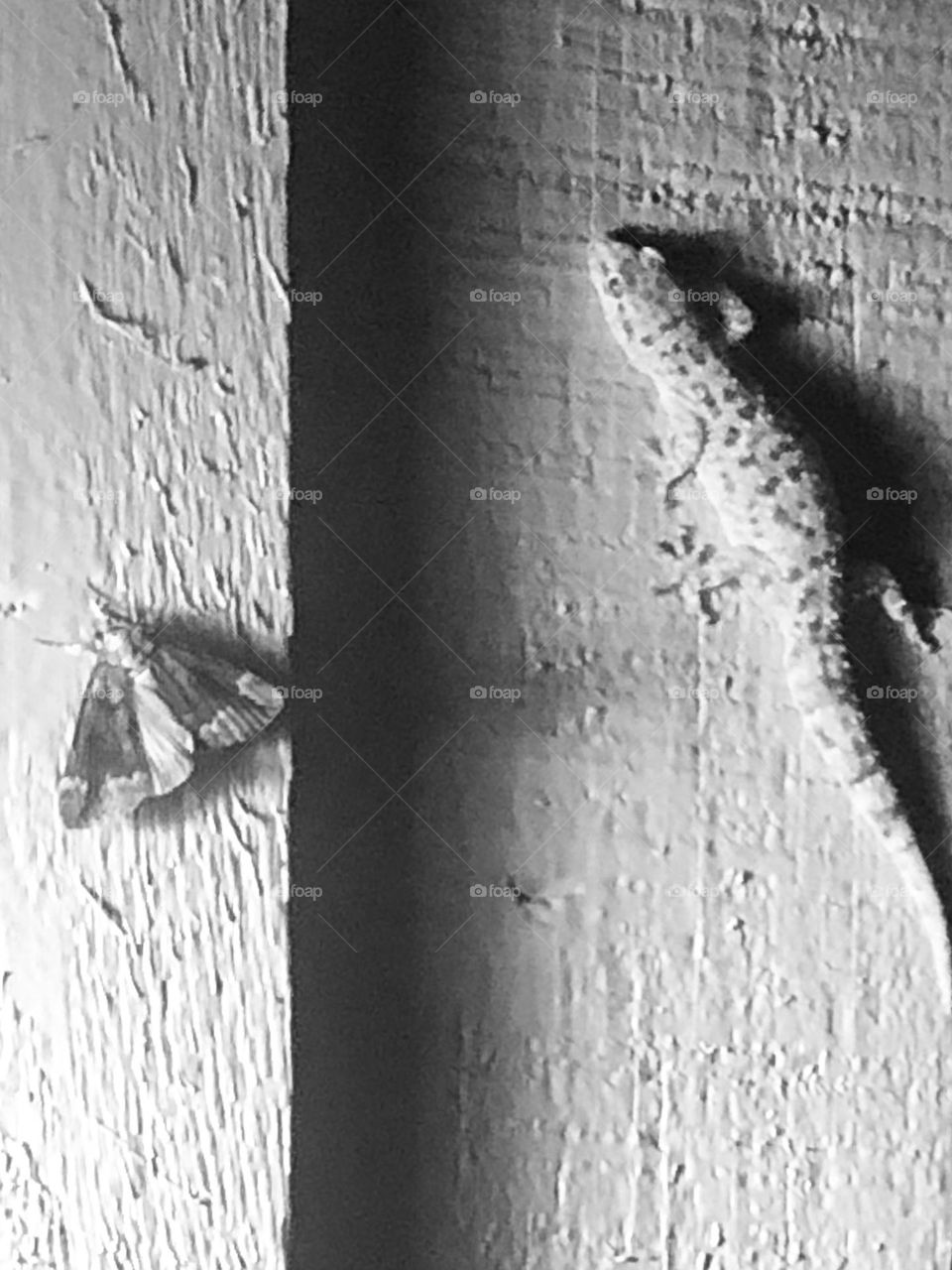 Friends??? I think not! Black and white of a salamander and a moth under the porch light. 