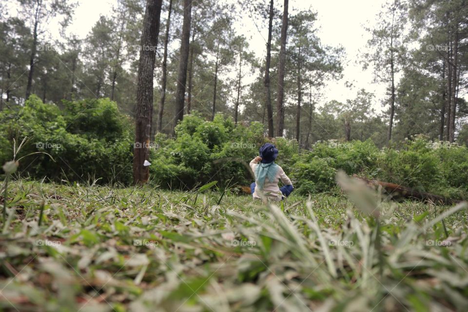 in the pine forest