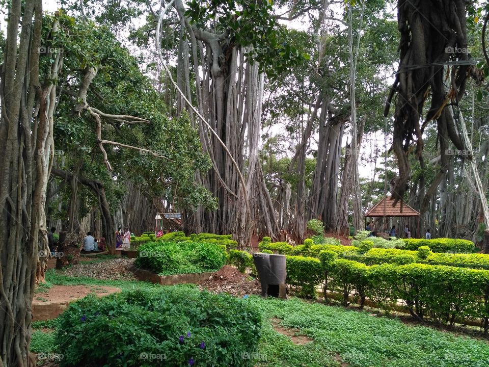 Big banyan tree