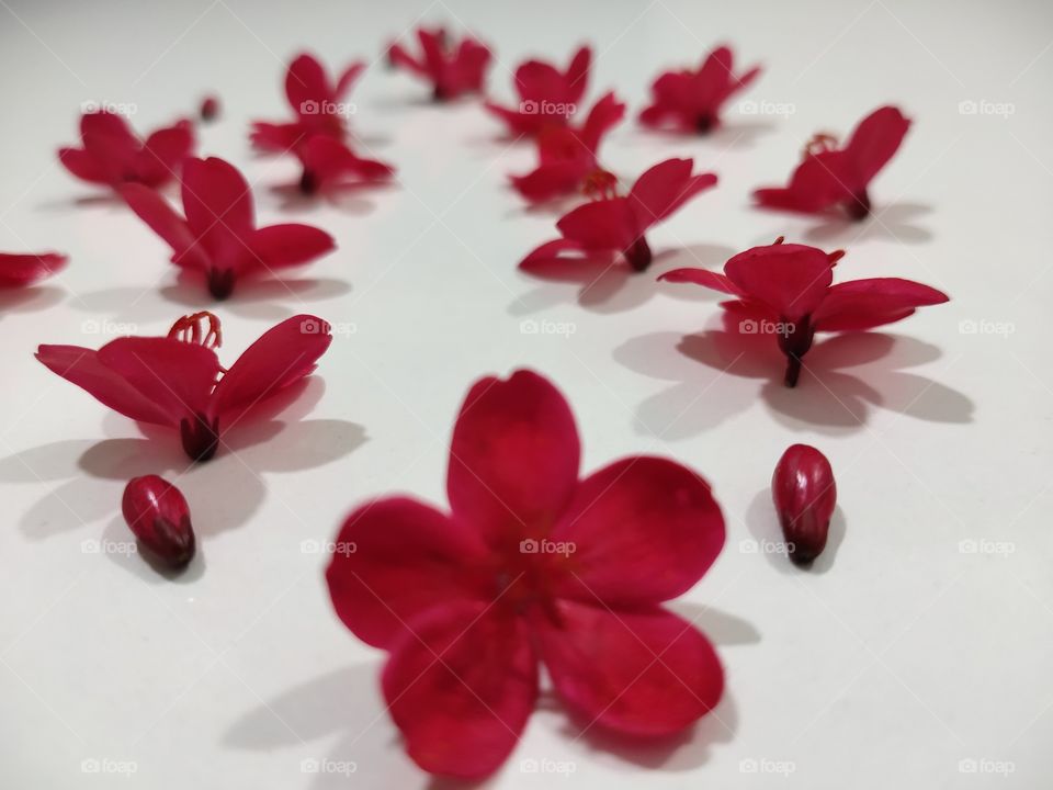 Shadows always gives a new definition for beauty, flowers giving new look in shadows