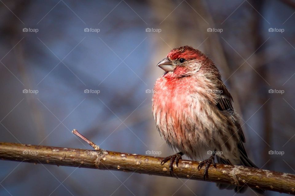 House finch