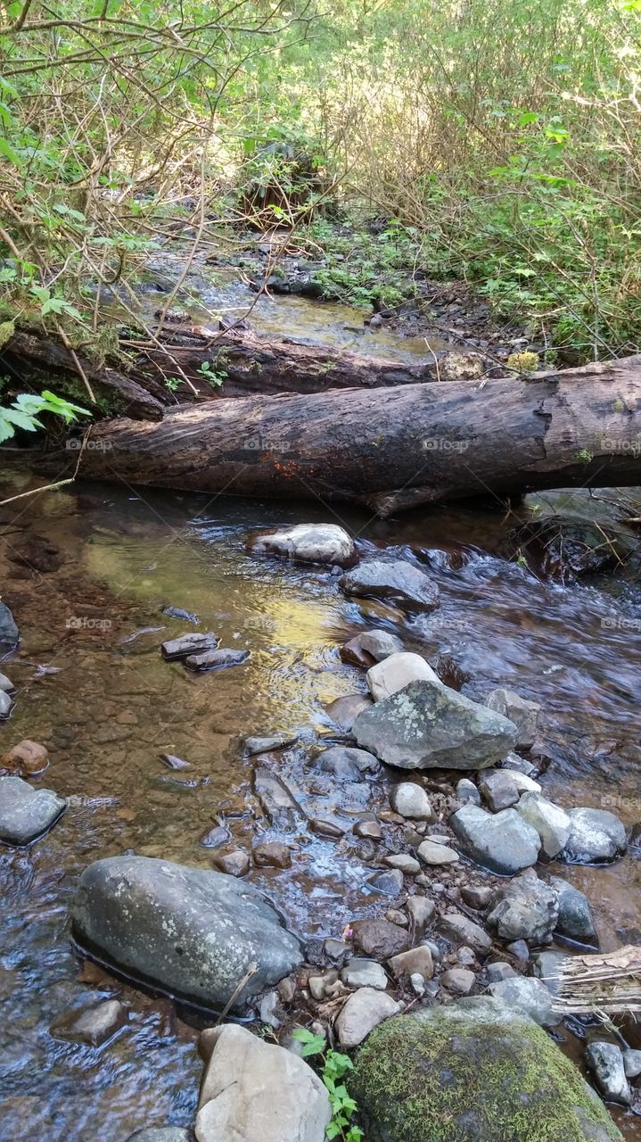 Creek in Oregon Forest