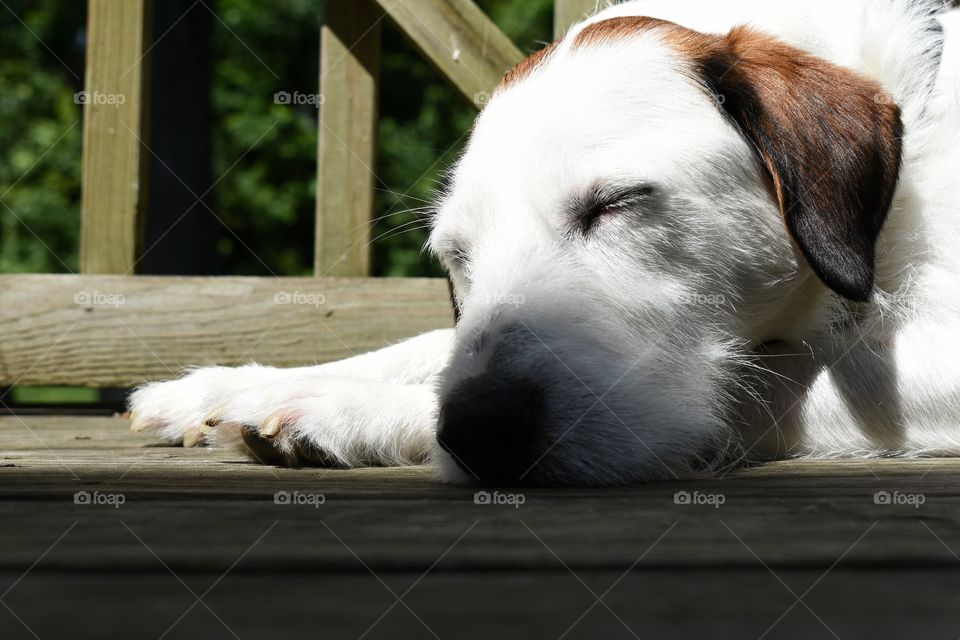 Cute dog napping in sunlight on porch