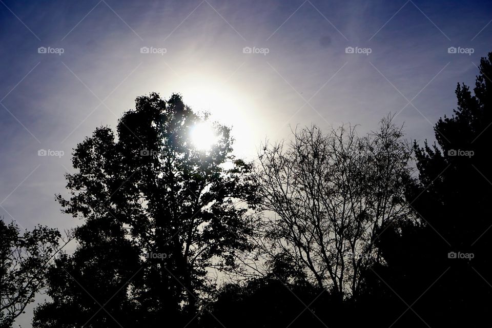 A bright setting sun turns shape to shadow. 