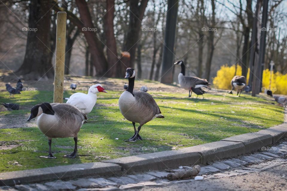 Beautiful view of a variety of walking geese and ducks in a city park on a clear sunny summer day, close-up side view.