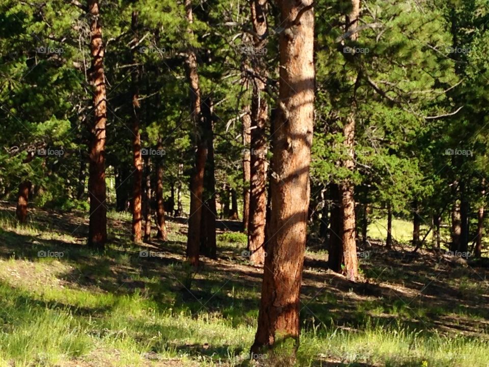 Colorado Forrest 