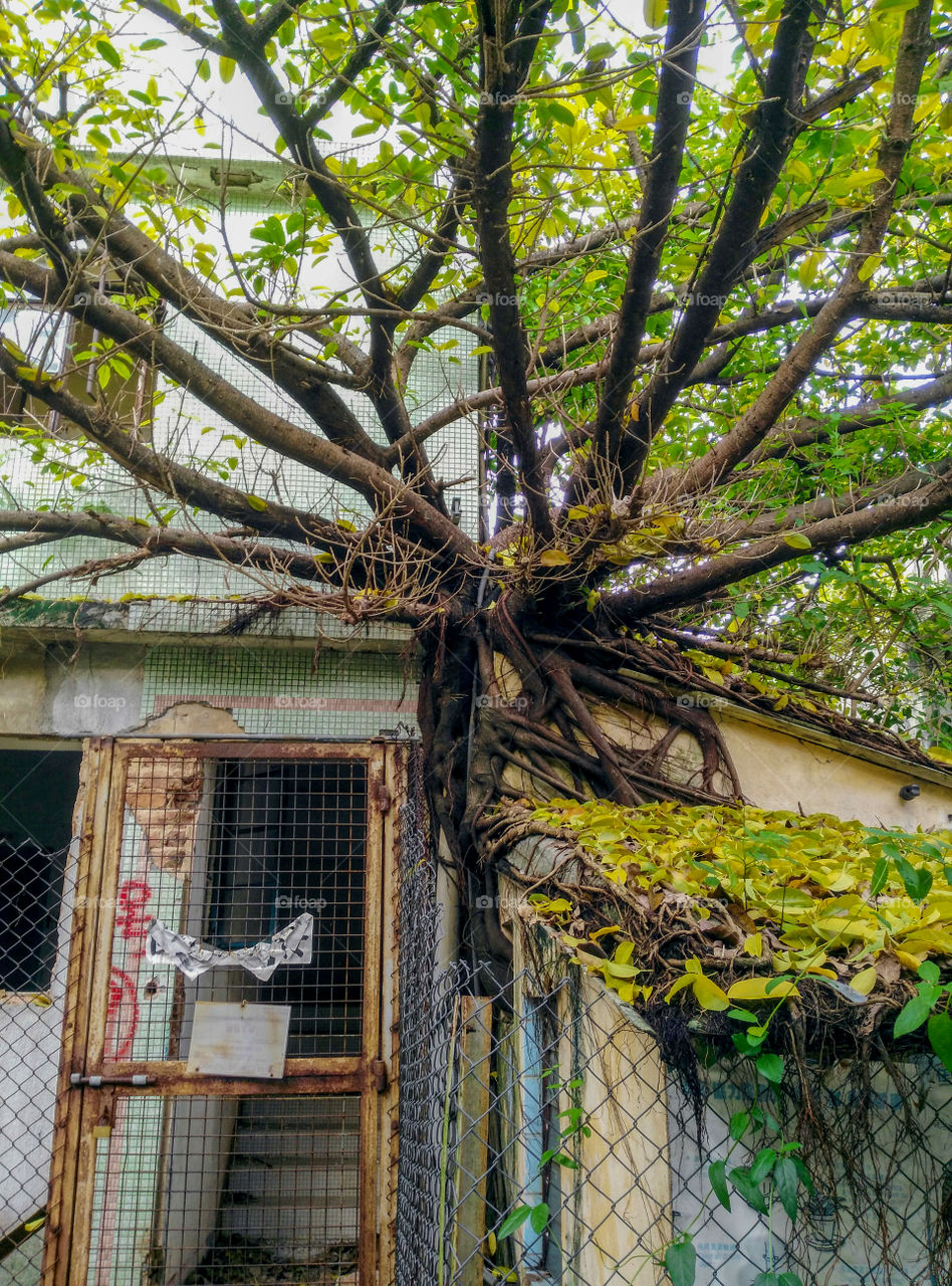 A tree growing on the abandoned house in evicted Ma Wan fishermen village, Hong Kong