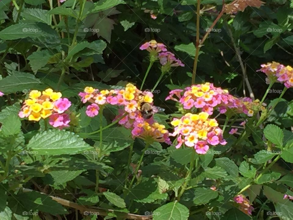 Lantana