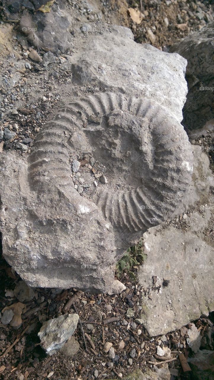 fossil in stone