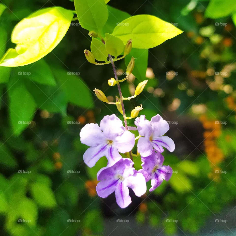 dressing flower