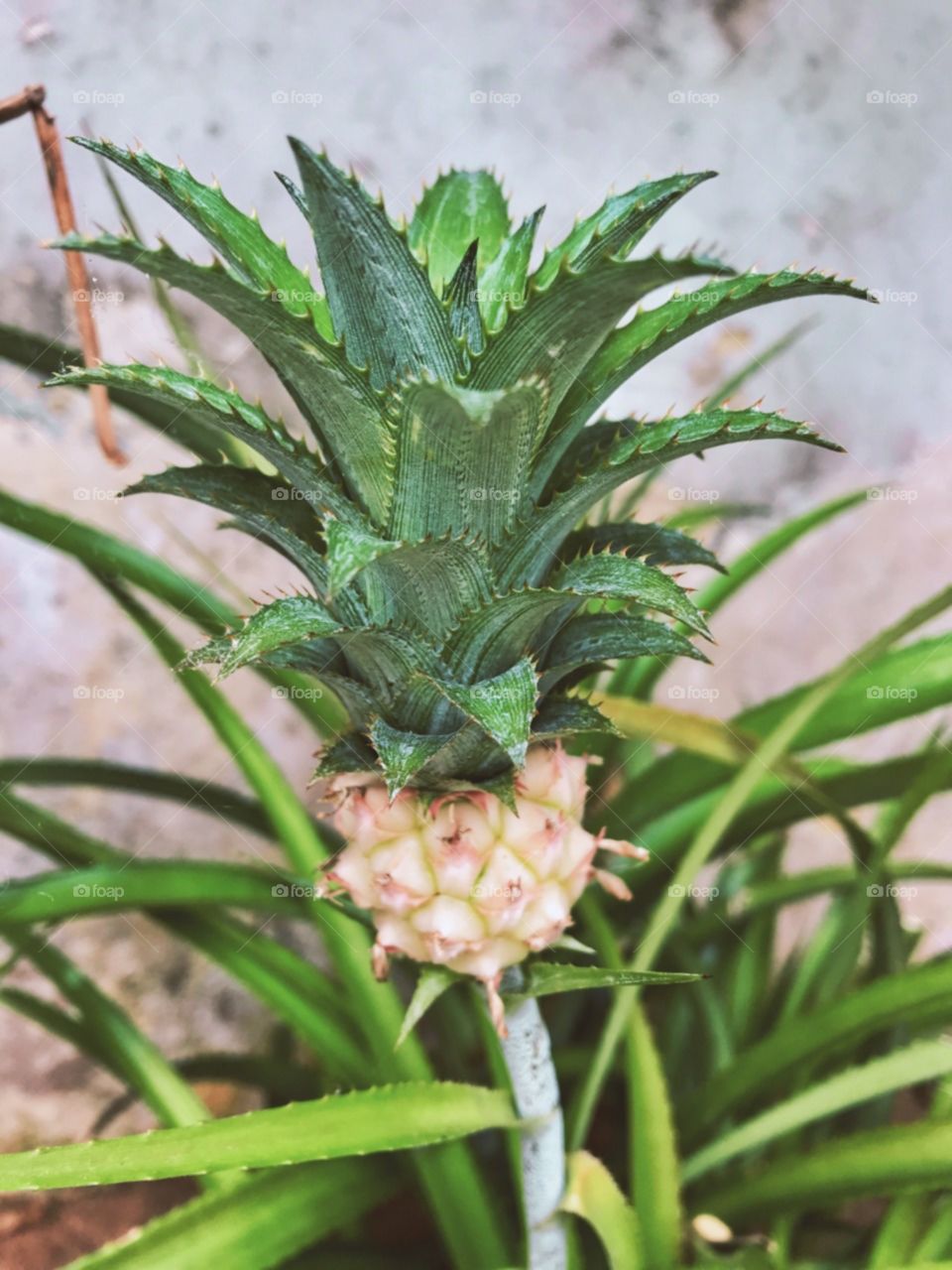 It look like a pineapple...