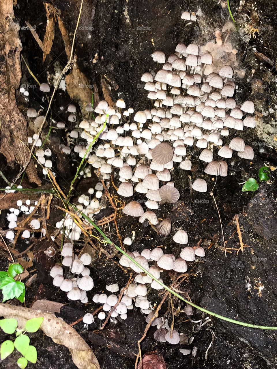 Cluster of little mushrooms on a log in a South Florida forest 