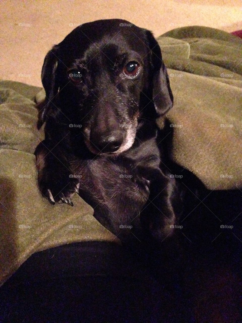 Fritzi'  chillin on her blanket