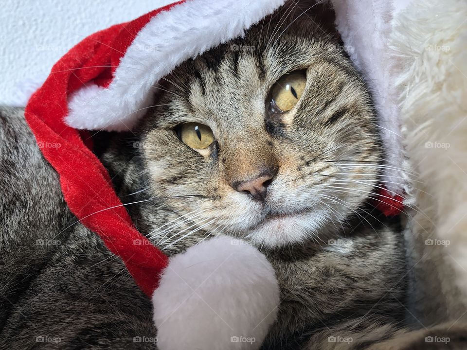 Christmas Ugo cat