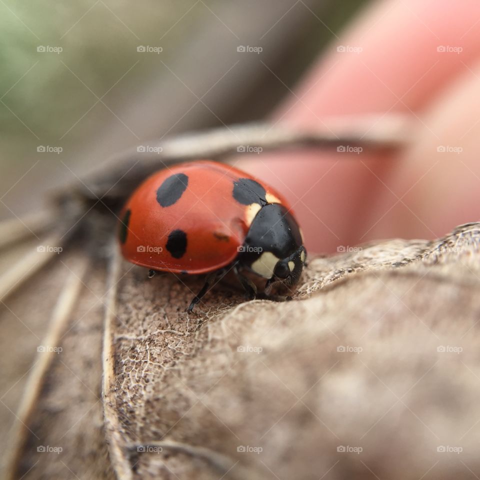 Ladybug