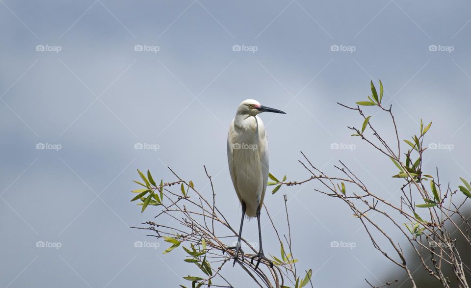 The little egret (Egretta garzetta)in a tree