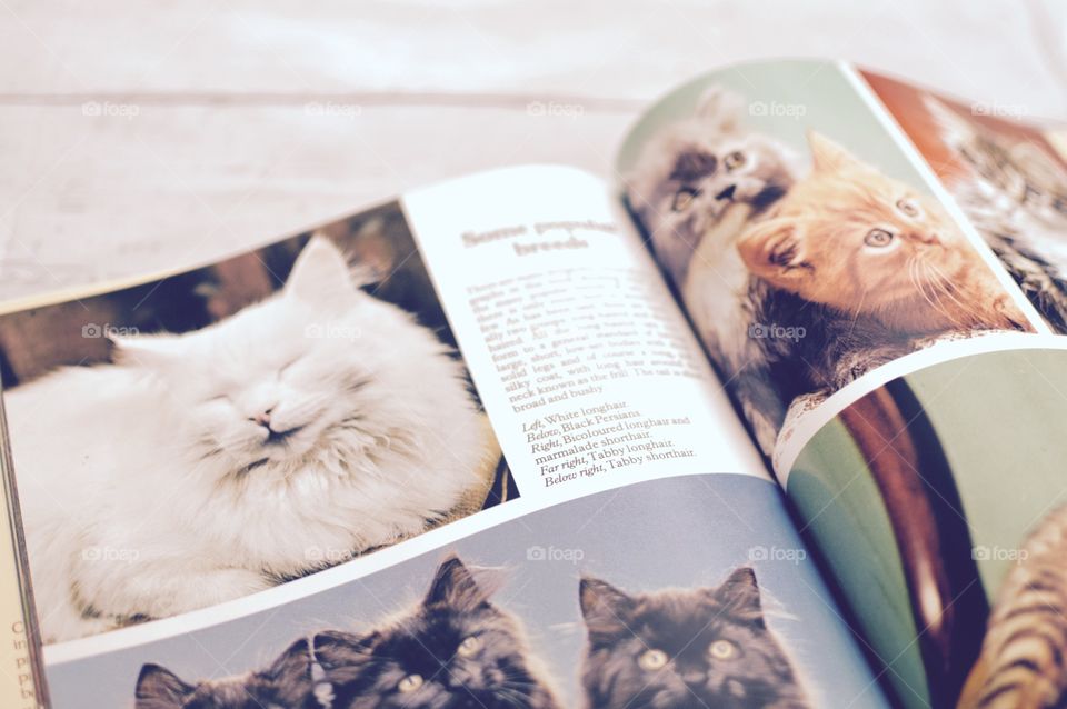 Cat book