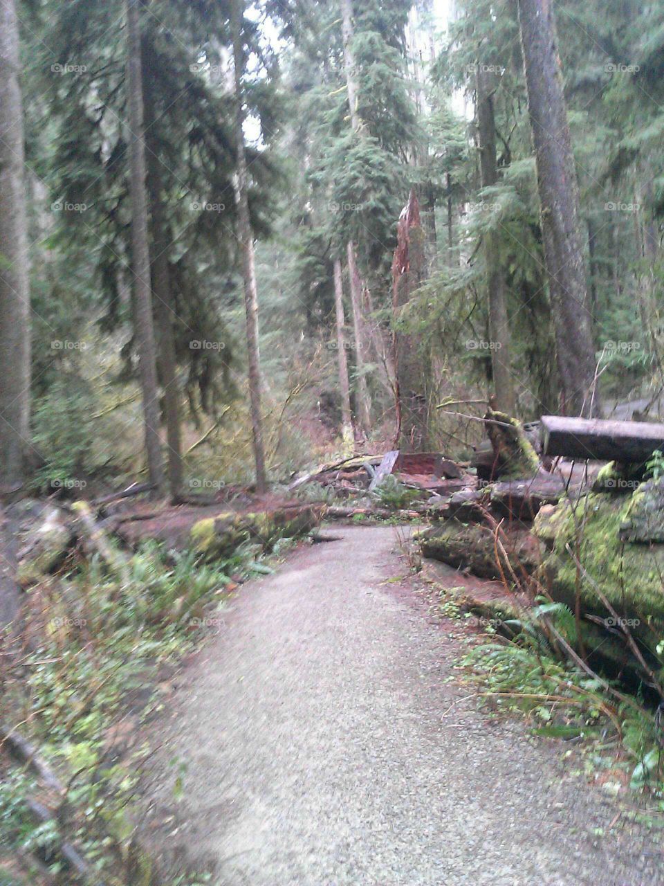 rewoods trails