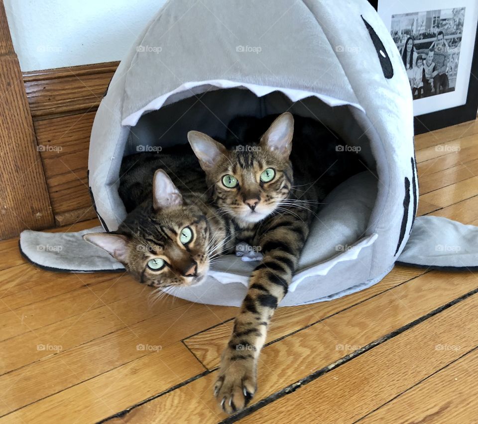 Watson and Crick both trying to sleep in the shark bed!