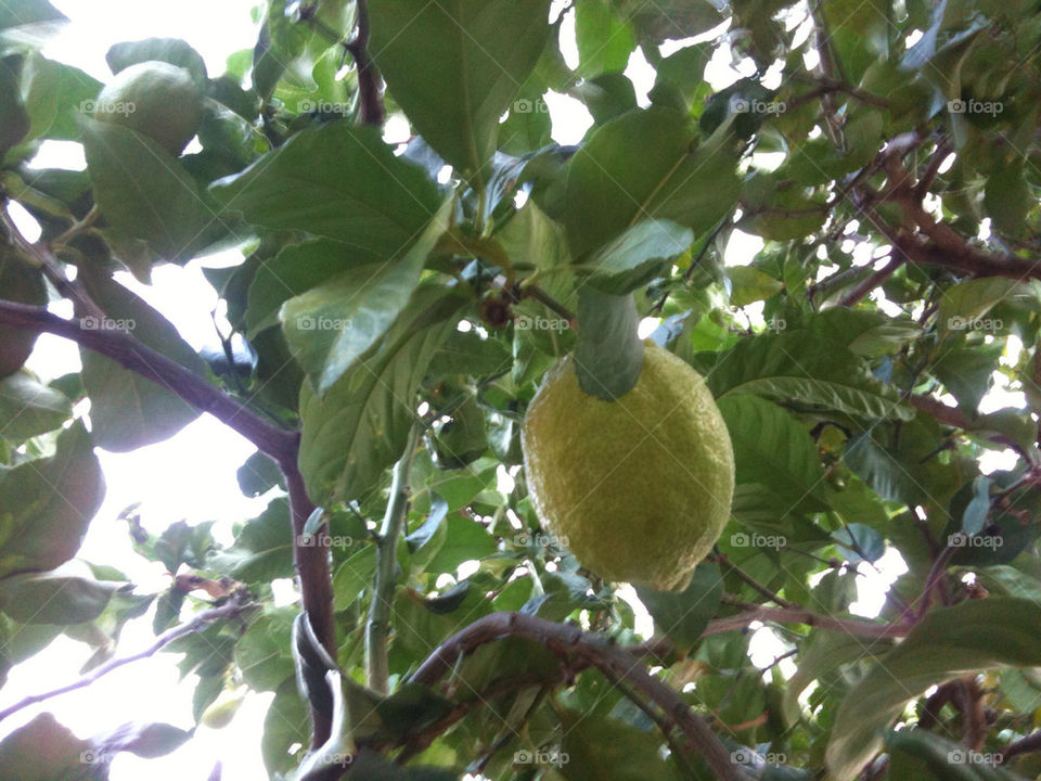 tree trees leaves leaf by sparklybangle