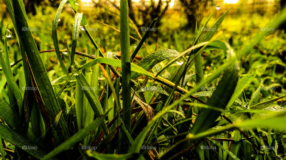 Grass after rainfall