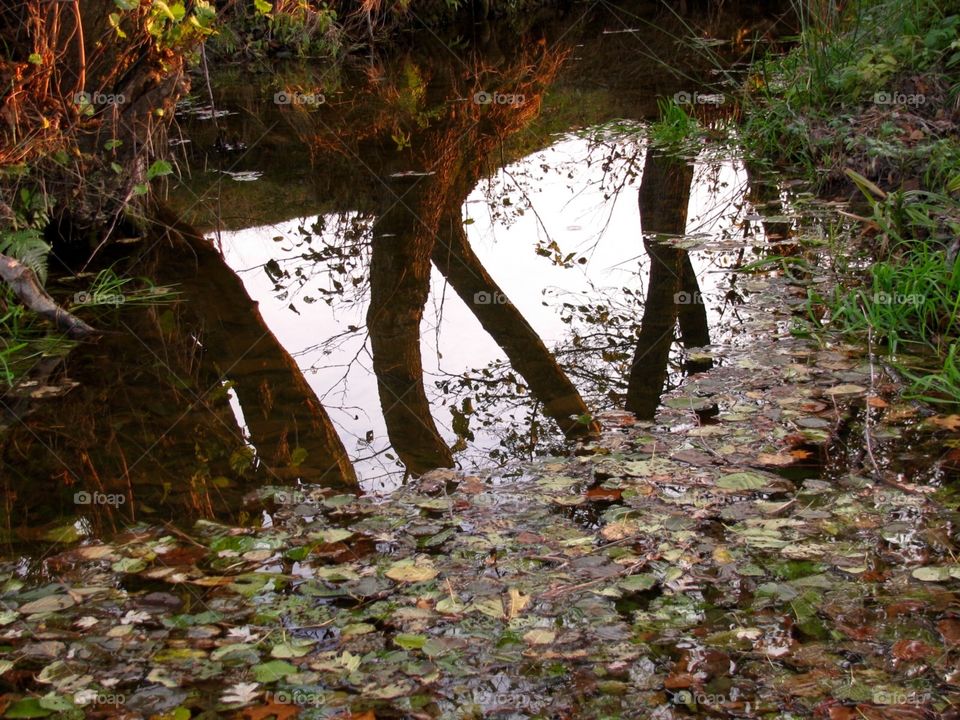 Autumn in the forest