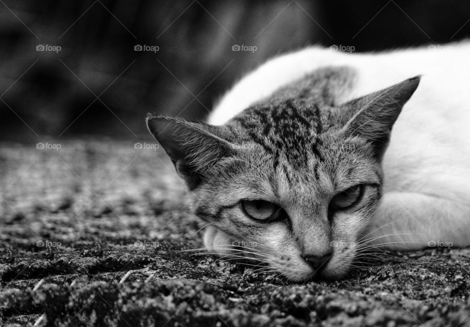Kitten taking a nap after the meal