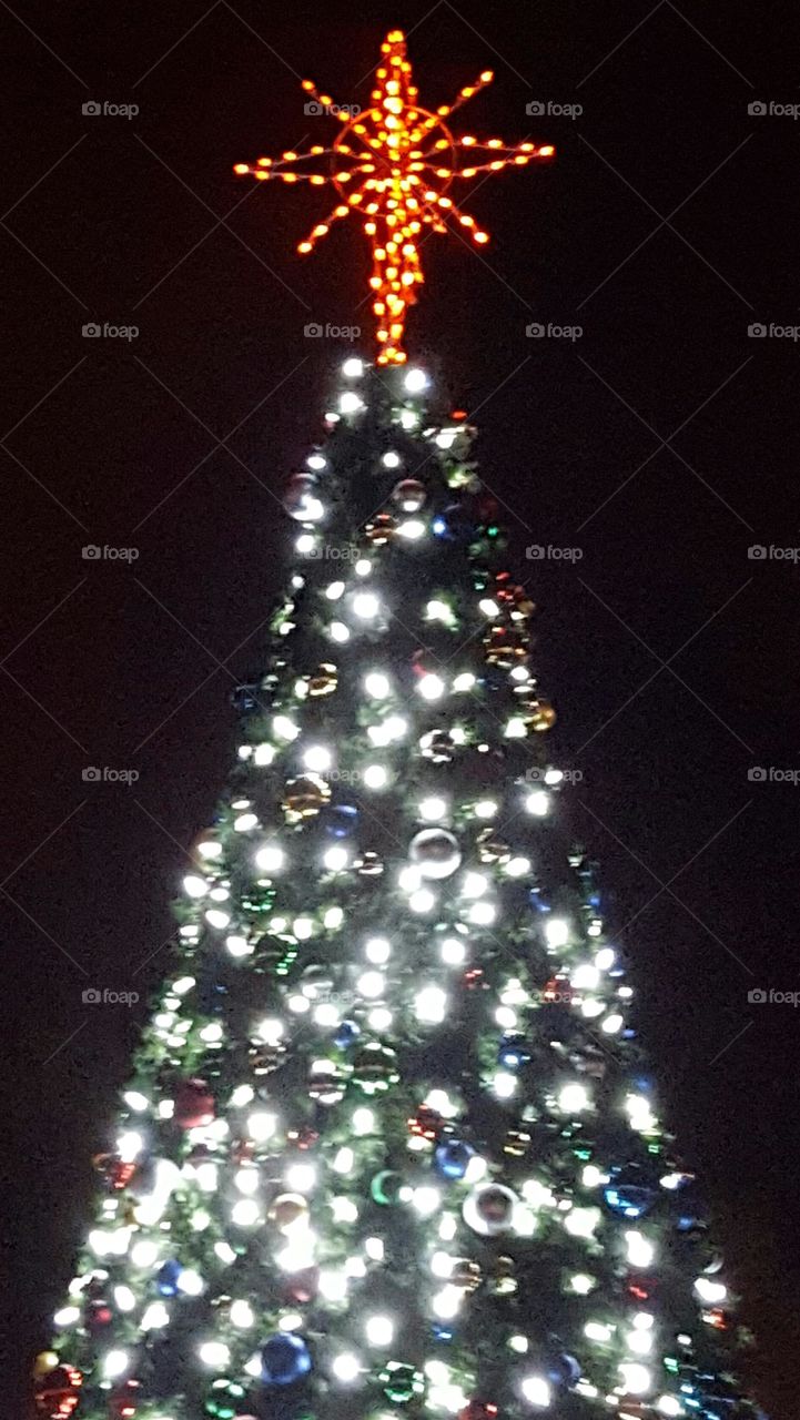 The Lighting Of The Tree