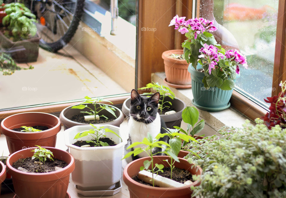 Potted plants in my home and my cat among the plants