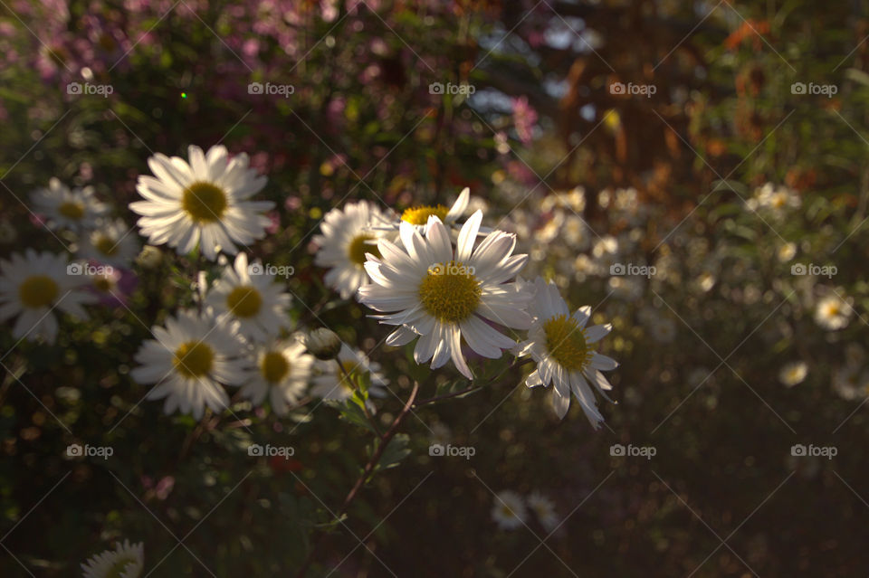 Close-up of flowers