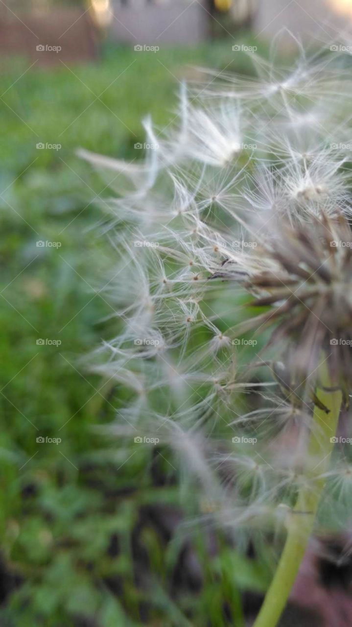 Dandelion 🌬️ Fly ypur leaveas, accept your wishes. 😇