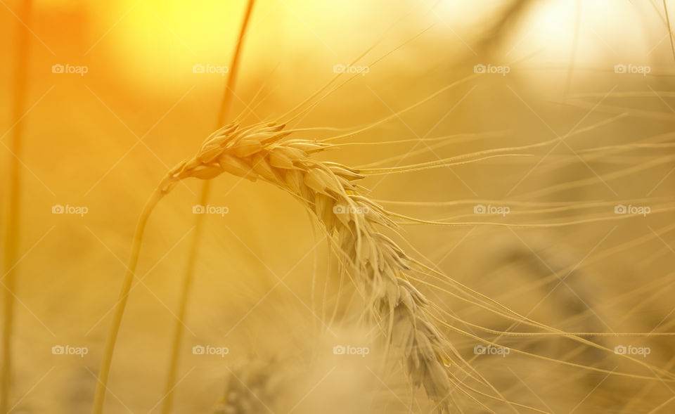Ripe wheat close up on farm field .Ears of golden wheat close up. Beautiful Nature Sunset Landscape. Background of ripening ears of meadow wheat field.