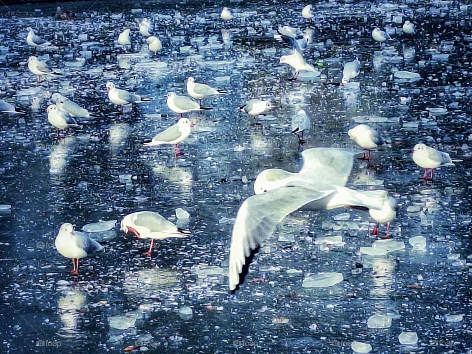 Icy landscape showing a flock of gulls, some static on an icy lake, some in flight, reflected in the ice with large chunks of loose ice