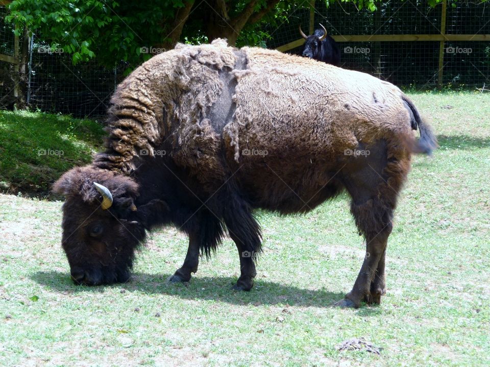 Bison