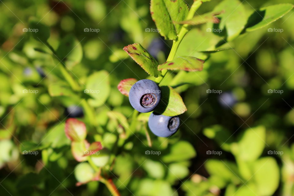 Swedish blueberry.