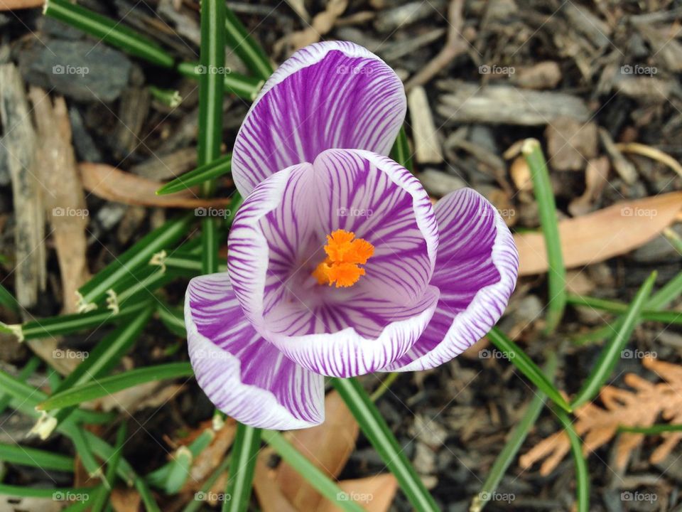 Crocus